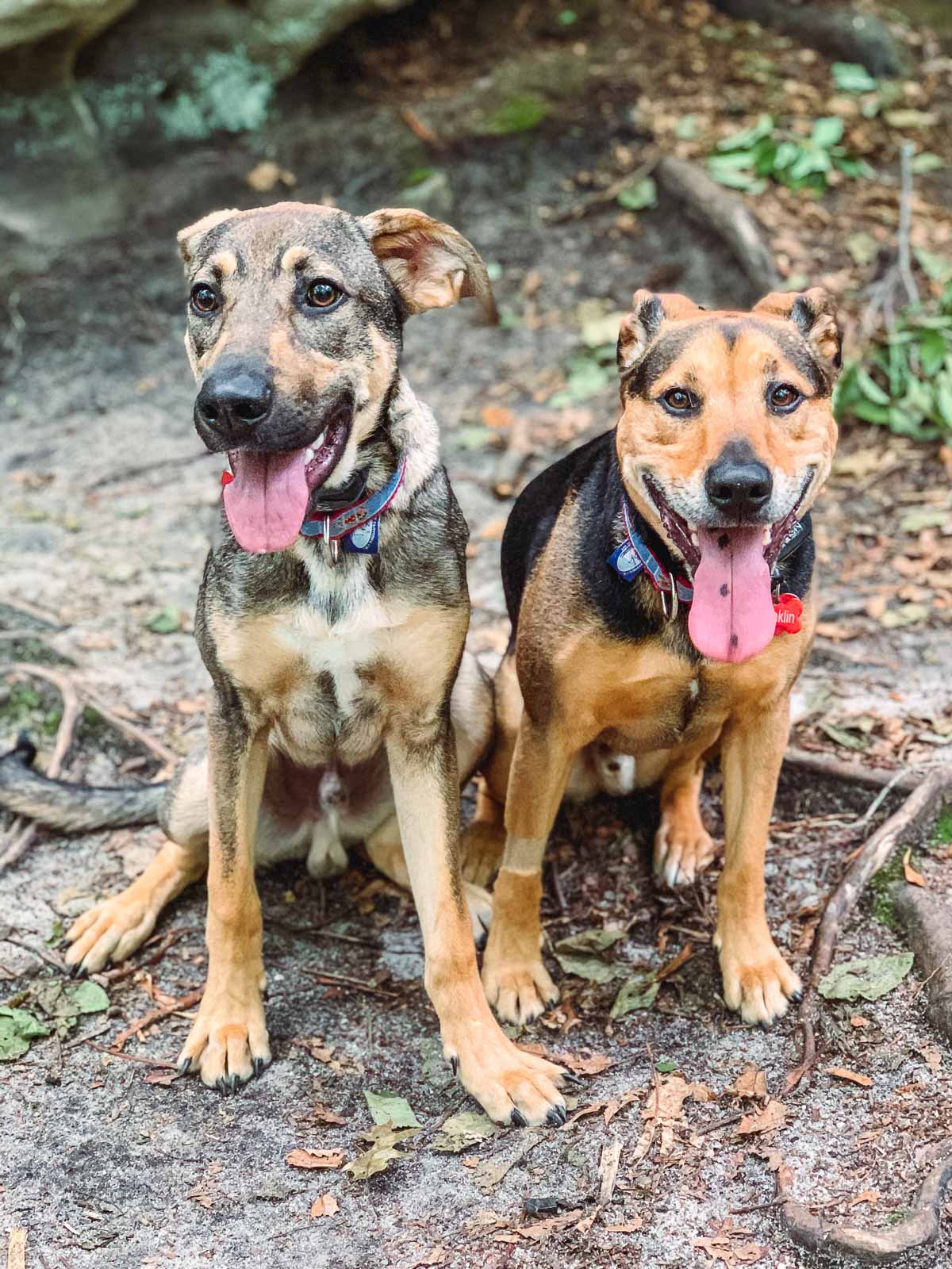 2 dogs
